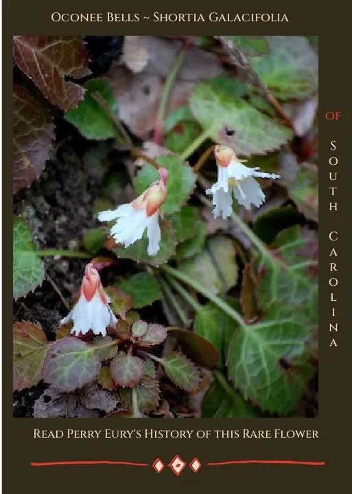 A 'Shortia' (Oconee Bells) History on a Rare Springtime Flower by Perry Eury