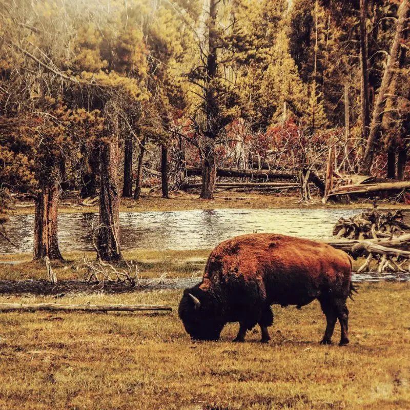 Where the Bison and Buffalo Play