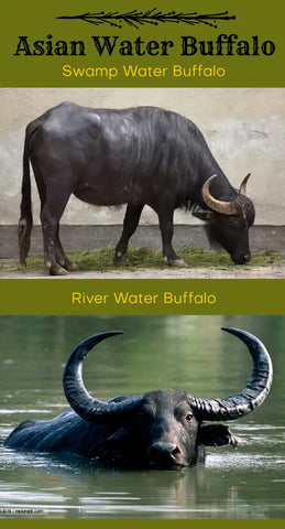 Where the Bison and Buffalo Play