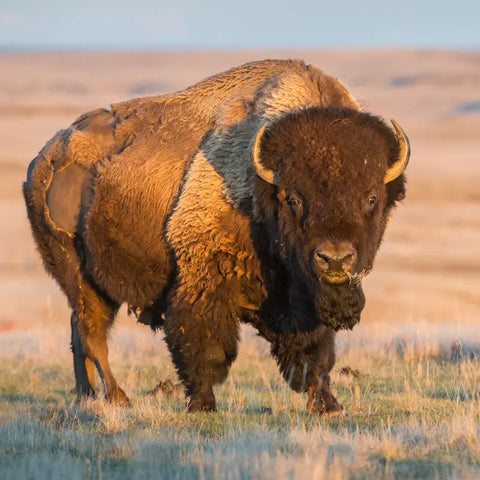 American Plains Bison