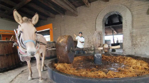 Mezcal production w Mule Power