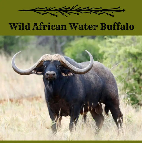Wild African Water Buffalo