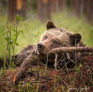 Brown Bear Carved Bone Pendant Small | Yellowstone Spirit Southwestern Collection Bear Necklace Objects of Beauty Southwest 