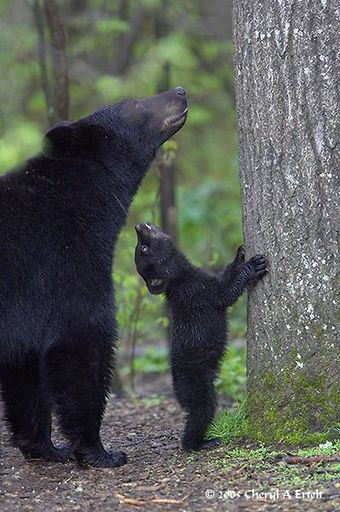 Carved Bear Pendant Necklace | Spirit Animal Collection Pendant Necklace Objects of Beauty Southwest 