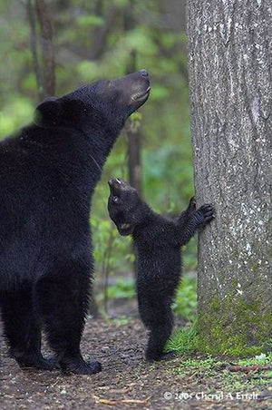 Carved Bear Pendant Necklace | Spirit Animal Collection Pendant Necklace Objects of Beauty Southwest 